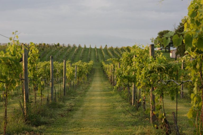 Fox Valley Winery Inc 768x512