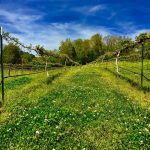 Hidden Meadow Vineyard and Winery