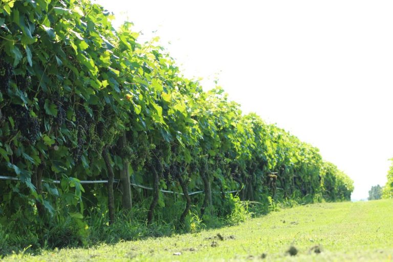 South Ridge Wine 768x512