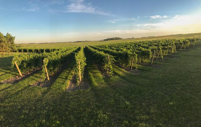With the Wind Vineyard Winery 768x486